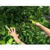 67458 8 rovna pila 30 cm s ptfe povlakem a pouzdrem 65mn 48